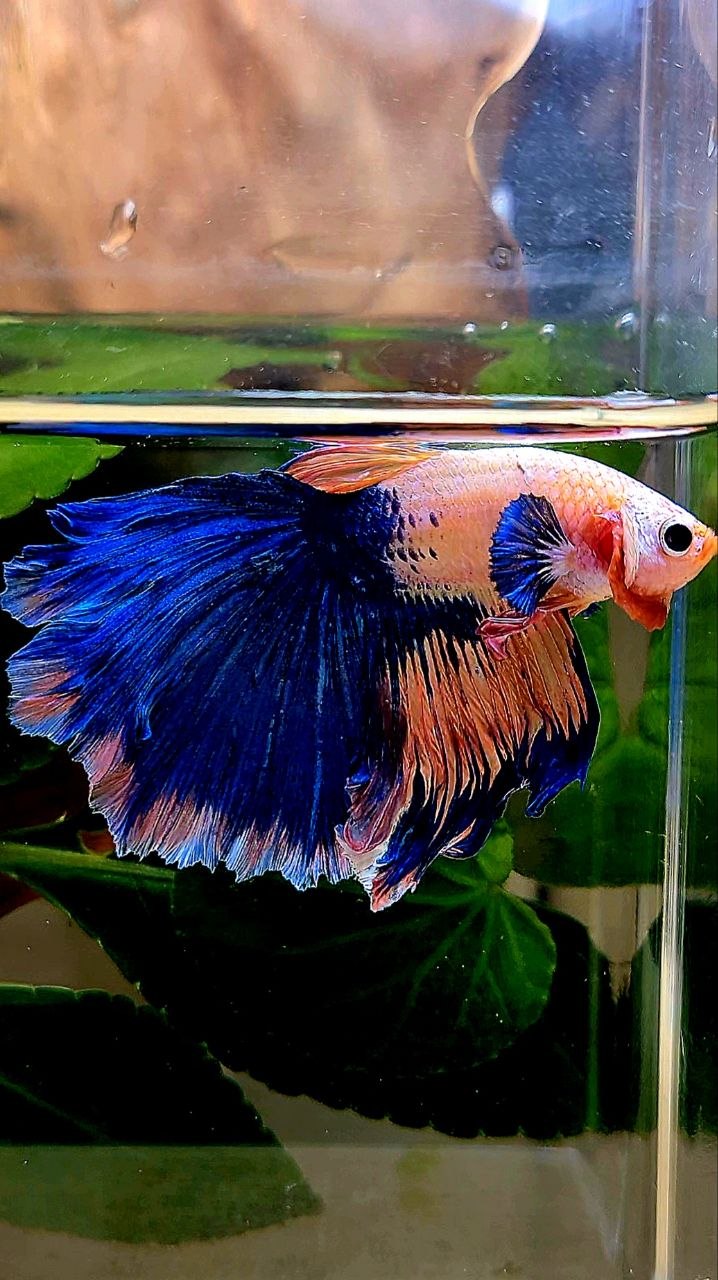 HALFMOON PINK BLUE FLAMINGGO BETTA FISH