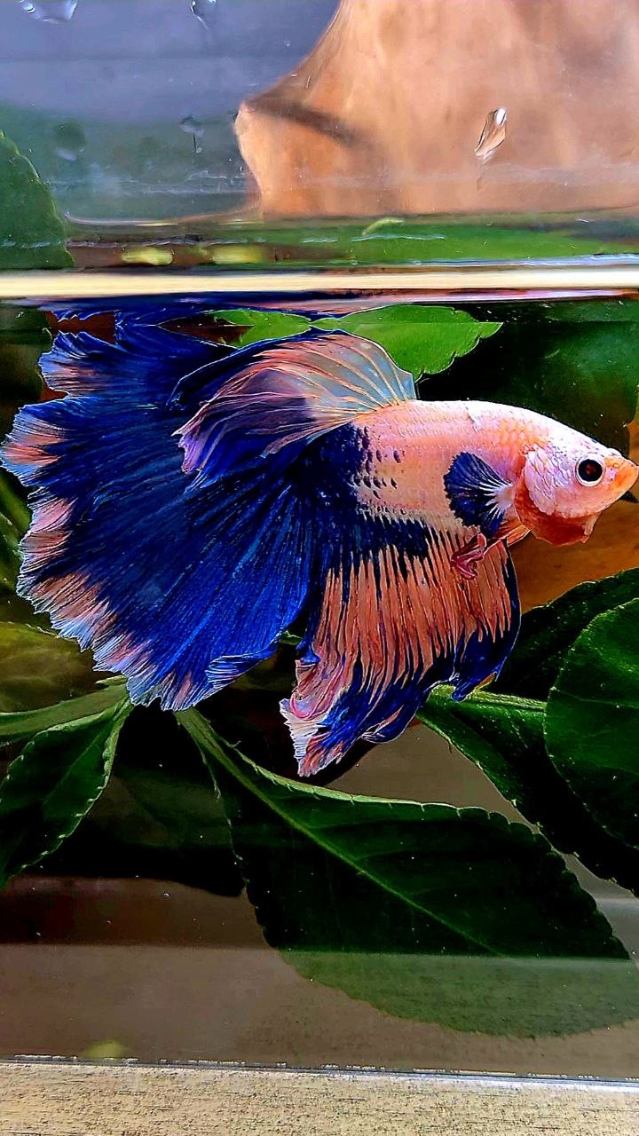 HALFMOON PINK BLUE FLAMINGGO BETTA FISH