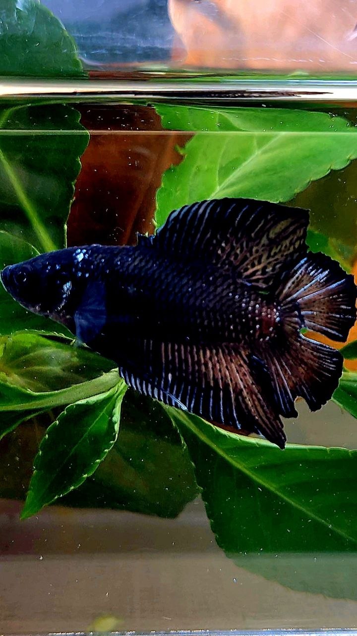 PLAKAT DOUBLE TAIL BLACK BETTA FISH