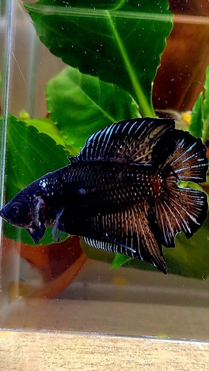 PLAKAT DOUBLE TAIL BLACK BETTA FISH