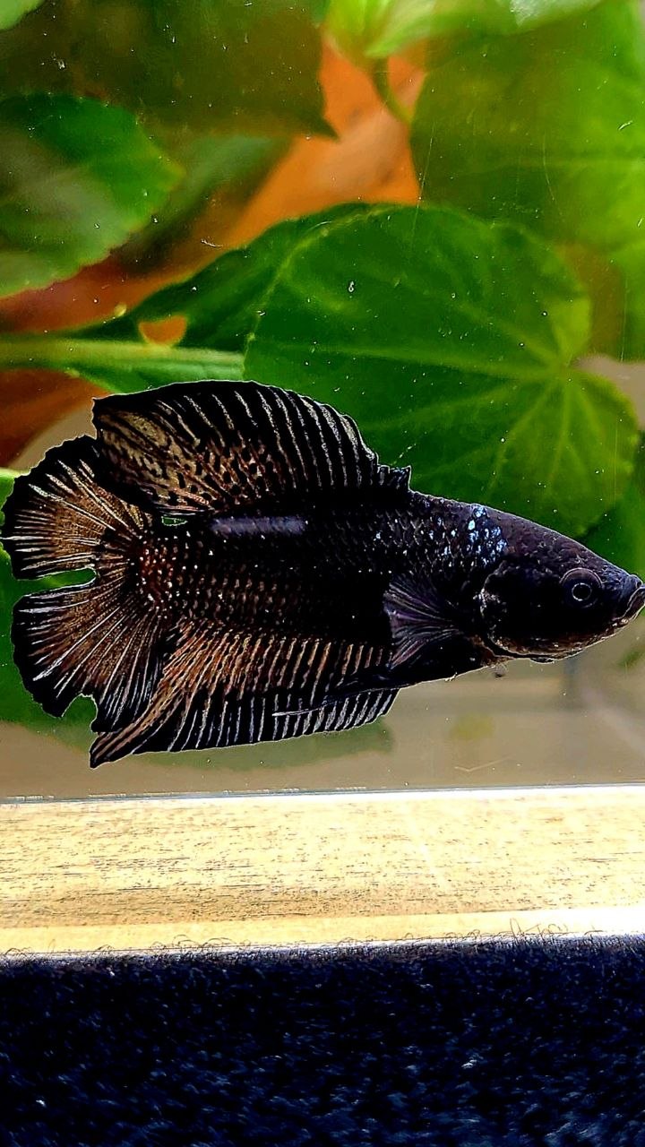 PLAKAT DOUBLE TAIL BLACK BETTA FISH