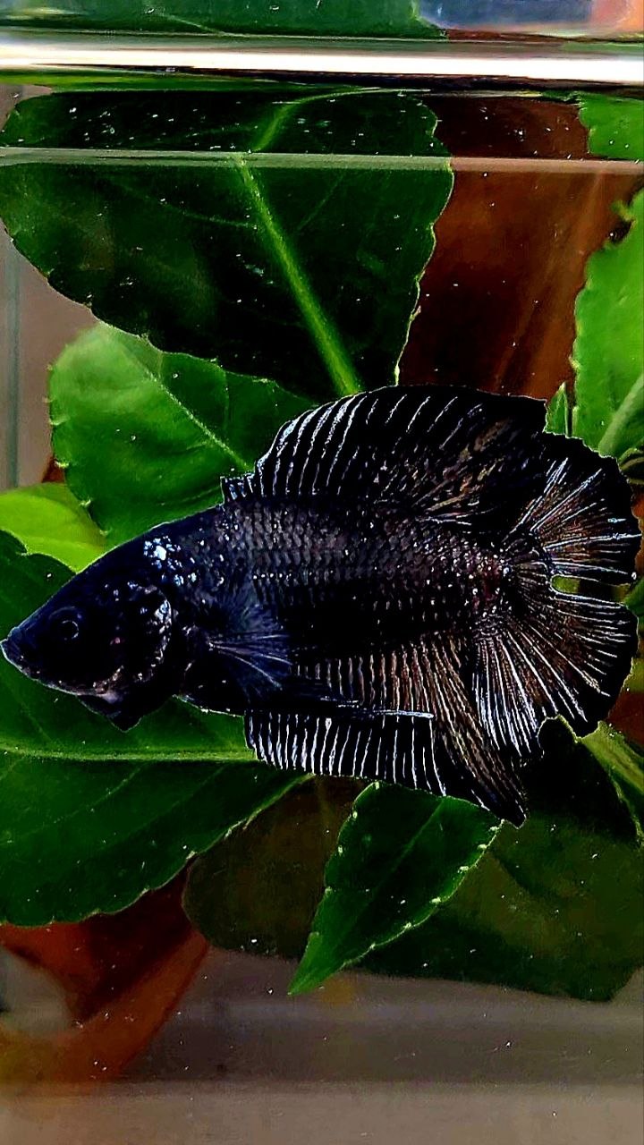 PLAKAT DOUBLE TAIL BLACK BETTA FISH