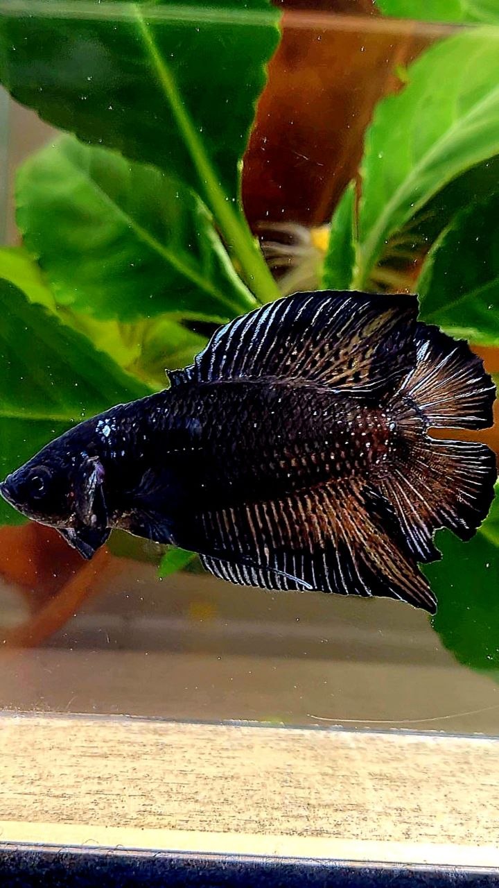 PLAKAT DOUBLE TAIL BLACK BETTA FISH