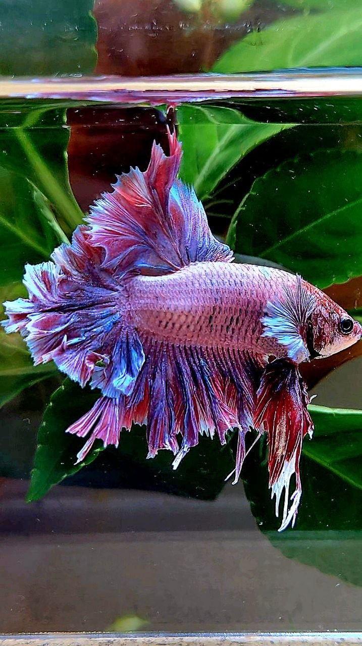 HALFMOON FEATHER TAIL PINK PURPLE BETTA FISH