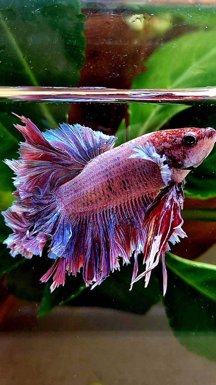 HALFMOON FEATHER TAIL PINK PURPLE BETTA FISH