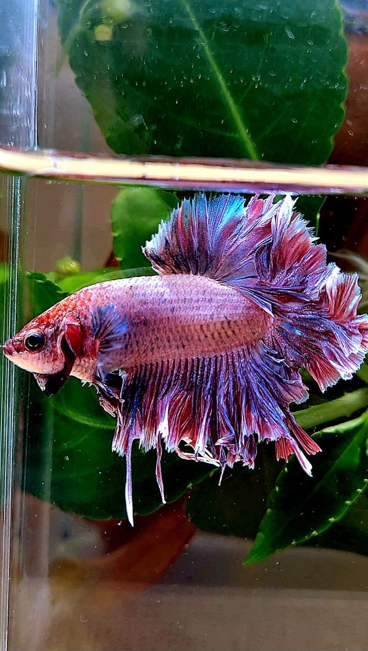 HALFMOON FEATHER TAIL PINK PURPLE BETTA FISH