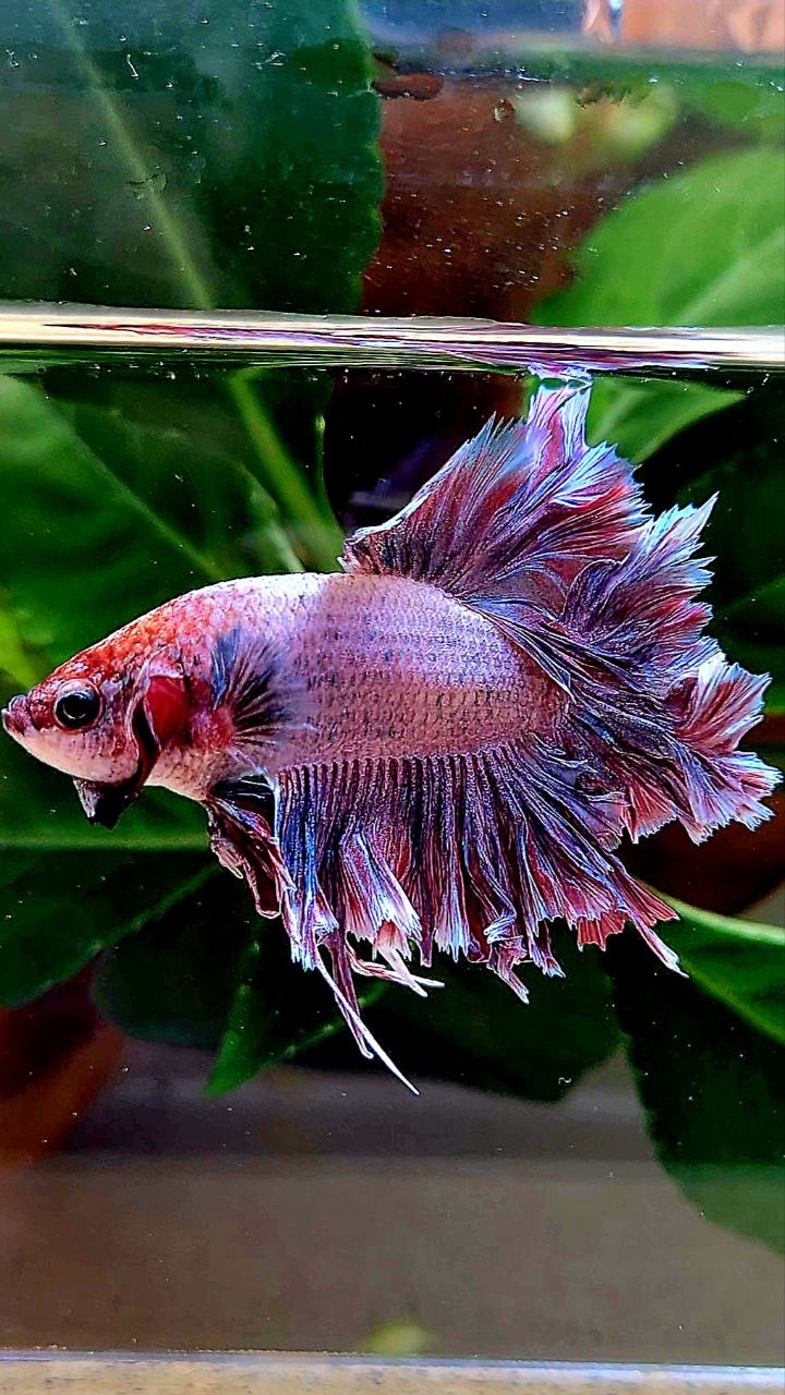 HALFMOON FEATHER TAIL PINK PURPLE BETTA FISH