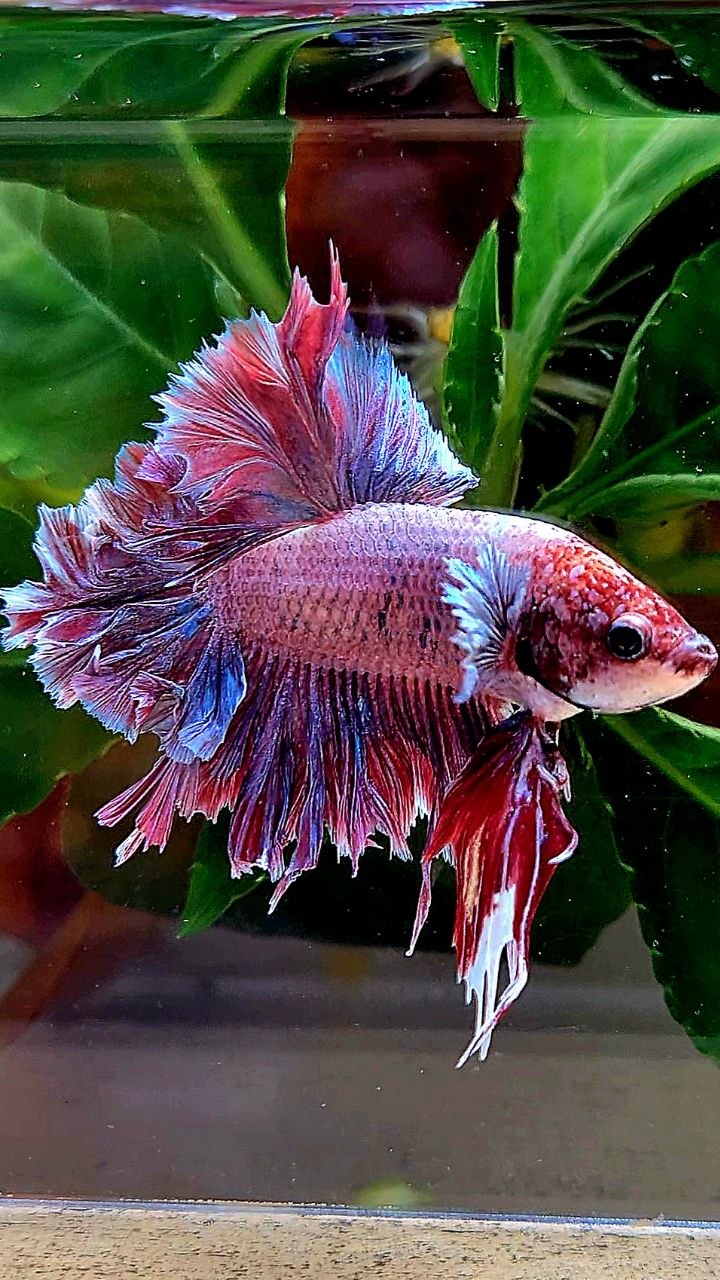 HALFMOON FEATHER TAIL PINK PURPLE BETTA FISH