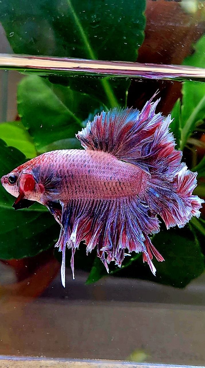 HALFMOON FEATHER TAIL PINK PURPLE BETTA FISH