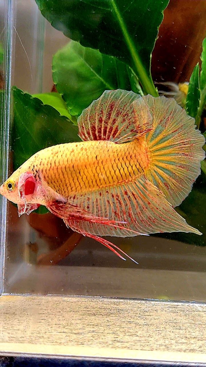 PLAKAT YELLOW VANDA BETTA FISH