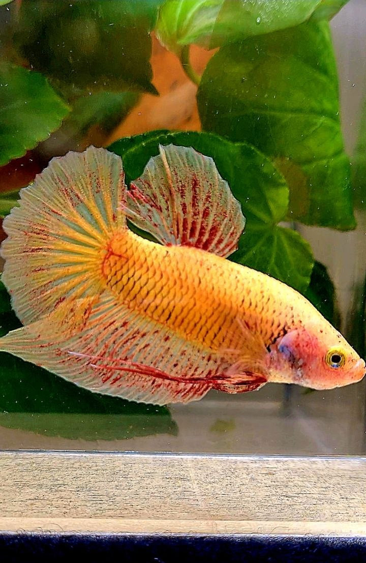 PLAKAT YELLOW VANDA BETTA FISH