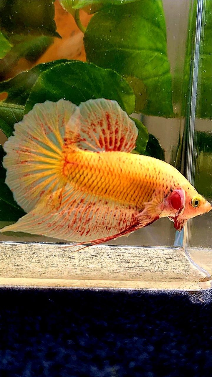 PLAKAT YELLOW VANDA BETTA FISH