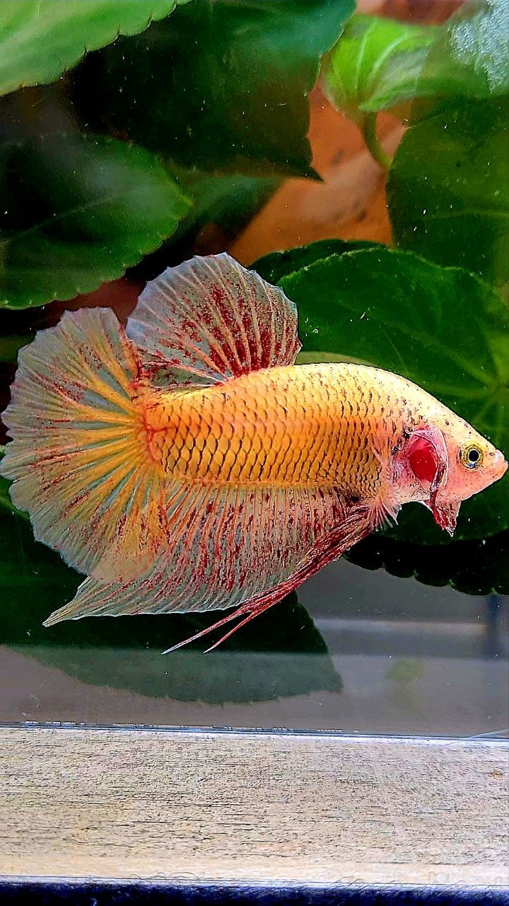 PLAKAT YELLOW VANDA BETTA FISH