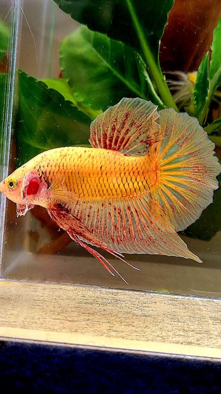 PLAKAT YELLOW VANDA BETTA FISH