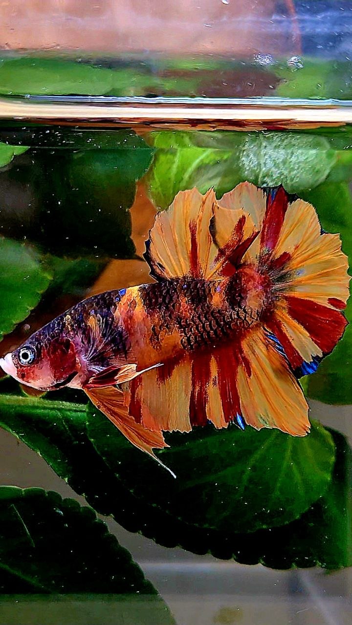 PLAKAT NEMO CLASSIC MARBLE MULTICOLOR BETTA FISH
