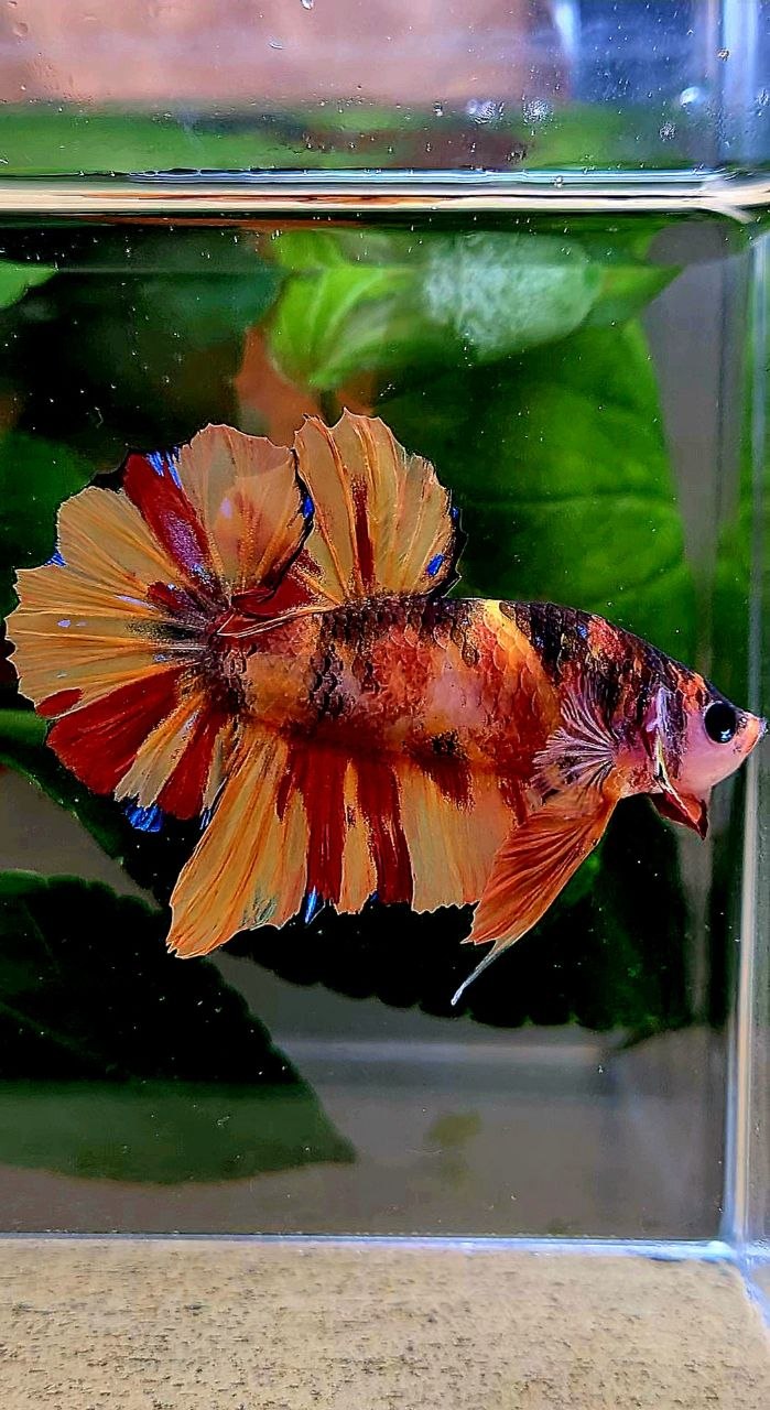 PLAKAT NEMO CLASSIC MARBLE MULTICOLOR BETTA FISH