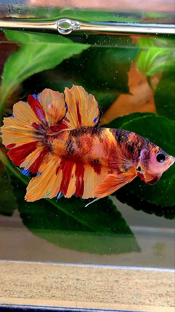PLAKAT NEMO CLASSIC MARBLE MULTICOLOR BETTA FISH