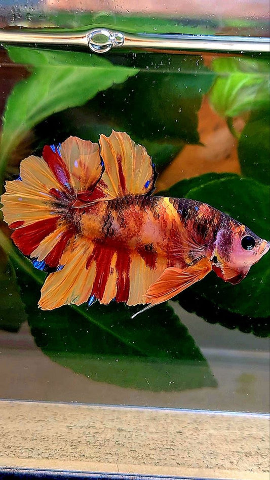 PLAKAT NEMO CLASSIC MARBLE MULTICOLOR BETTA FISH