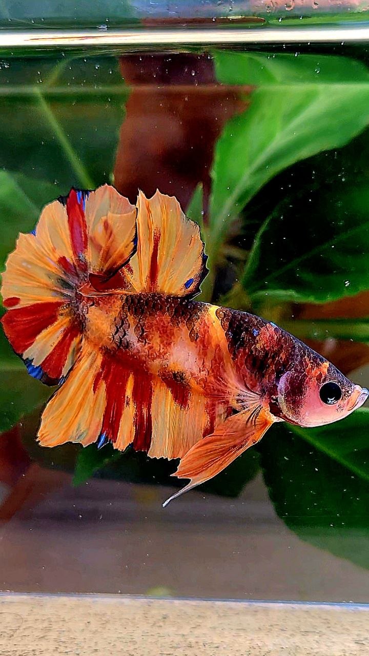 PLAKAT NEMO CLASSIC MARBLE MULTICOLOR BETTA FISH