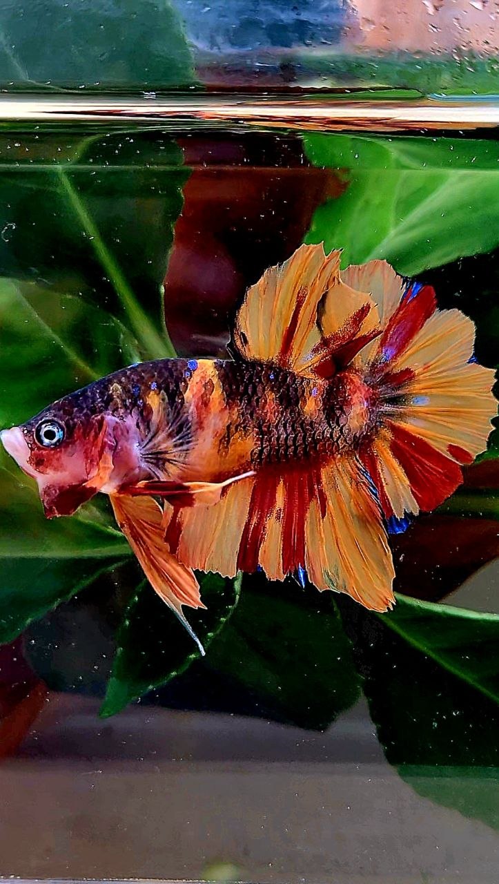 PLAKAT NEMO CLASSIC MARBLE MULTICOLOR BETTA FISH