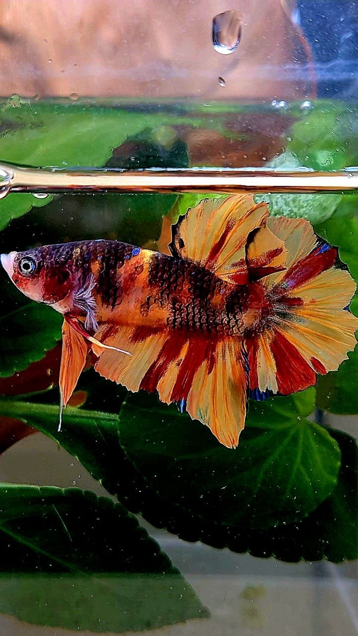PLAKAT NEMO CLASSIC MARBLE MULTICOLOR BETTA FISH