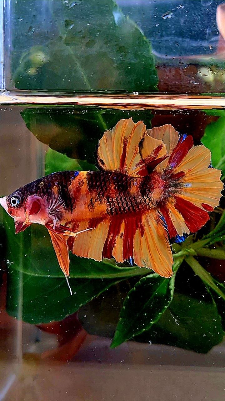 PLAKAT NEMO CLASSIC MARBLE MULTICOLOR BETTA FISH