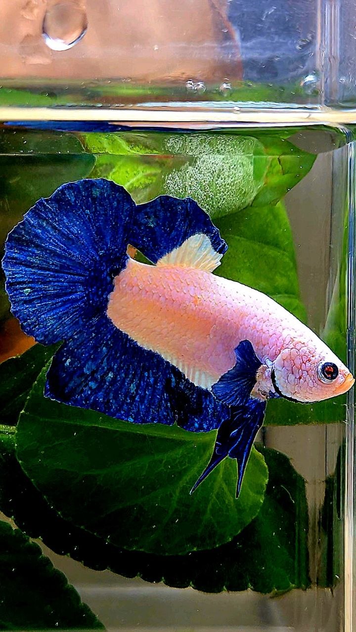PLAKAT BLUE RIM MARBLE BETTA FISH