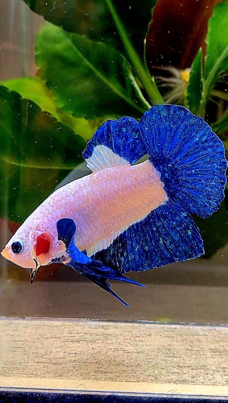 PLAKAT BLUE RIM MARBLE BETTA FISH