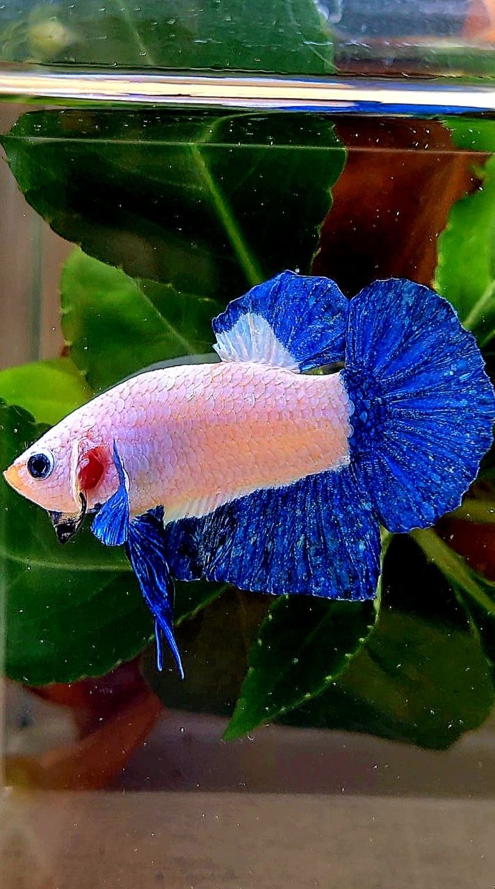 PLAKAT BLUE RIM MARBLE BETTA FISH