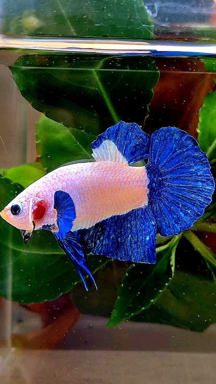 PLAKAT BLUE RIM MARBLE BETTA FISH