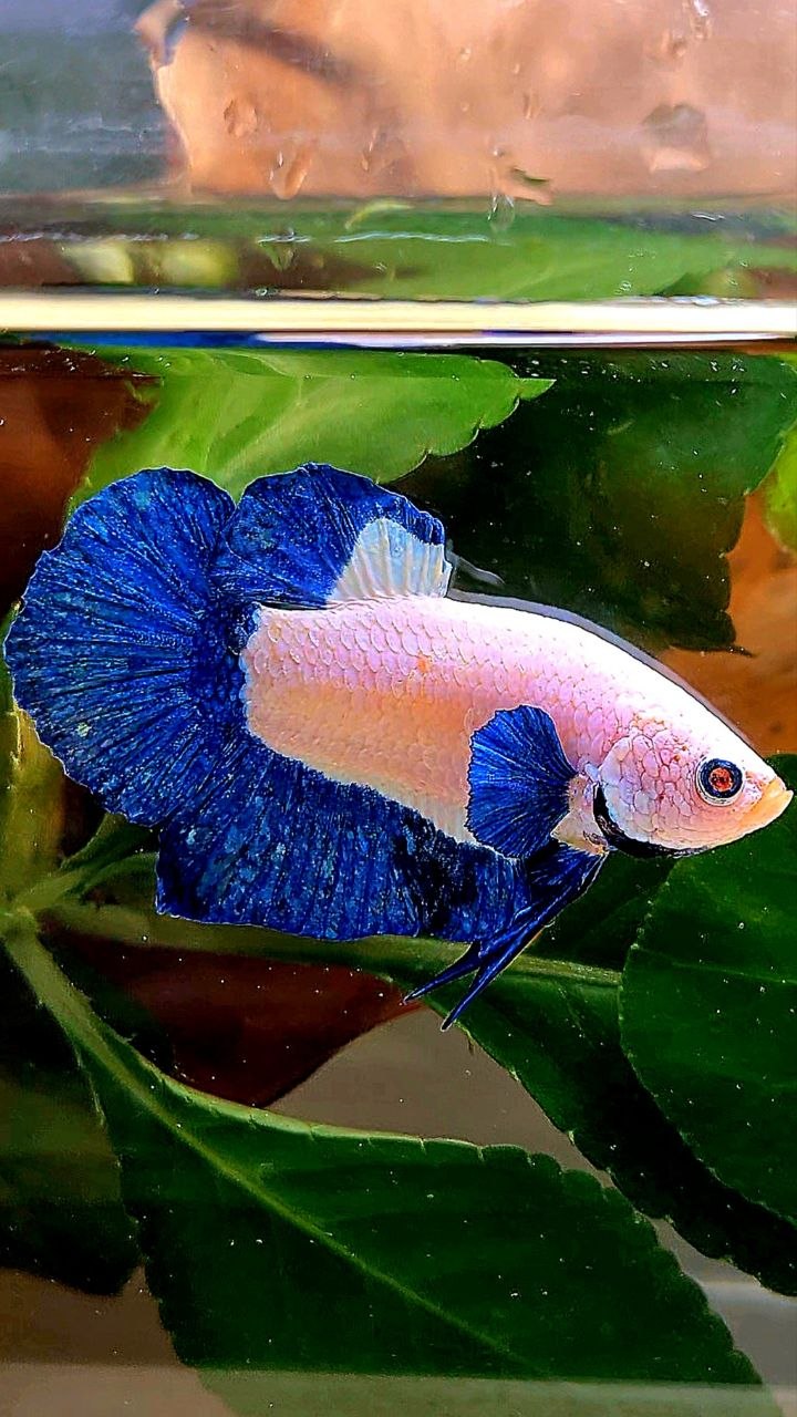PLAKAT BLUE RIM MARBLE BETTA FISH