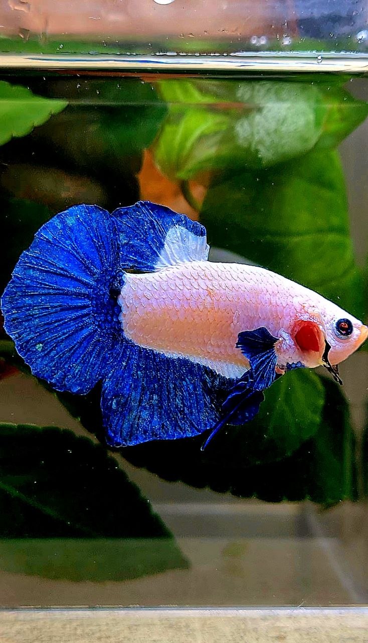 PLAKAT BLUE RIM MARBLE BETTA FISH