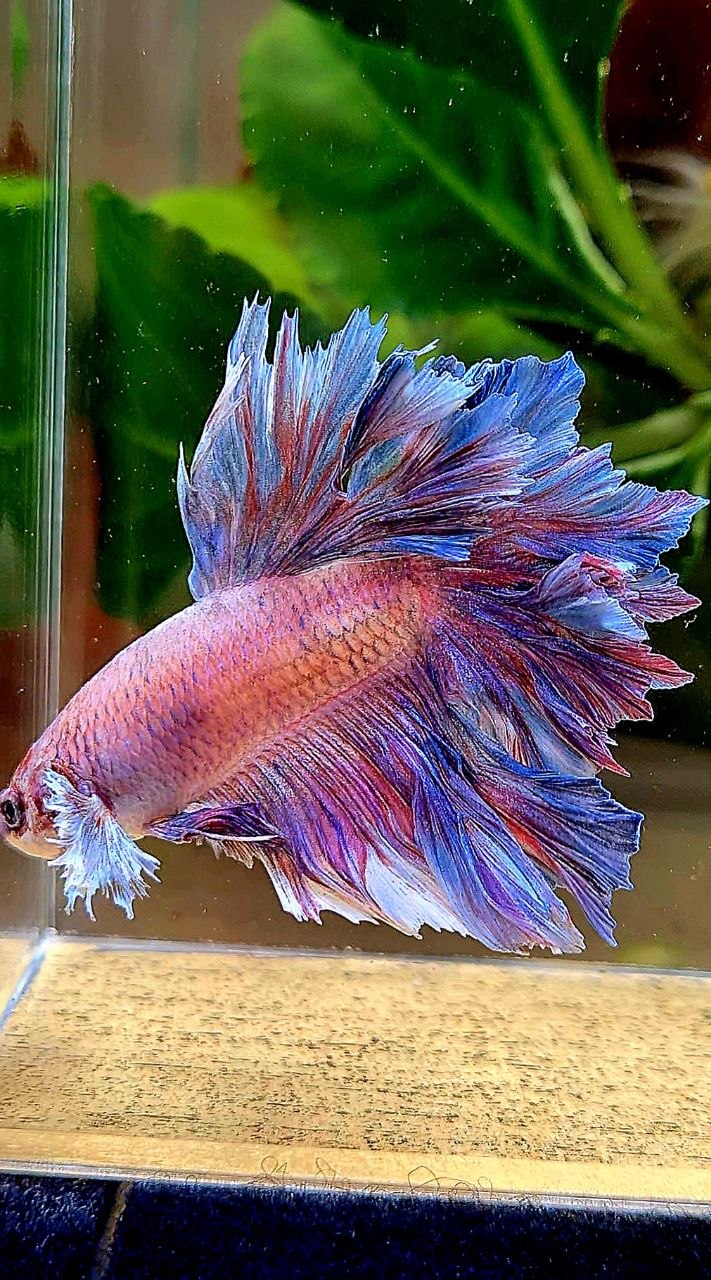 HALFMOON FEATHER TAIL PURPLE BETTA FISH