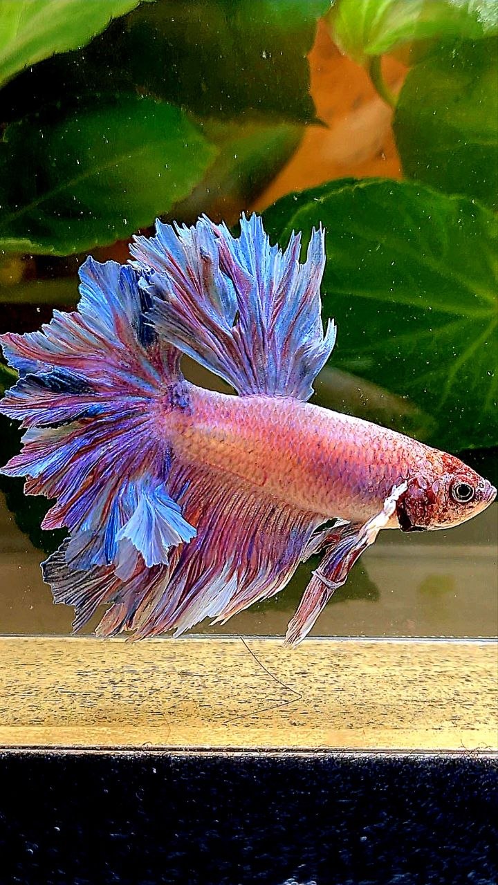 HALFMOON FEATHER TAIL PURPLE BETTA FISH
