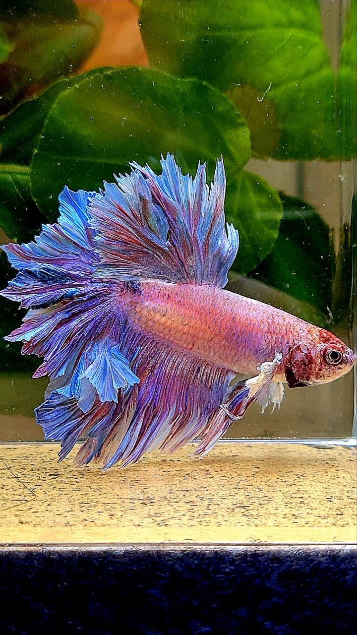 HALFMOON FEATHER TAIL PURPLE BETTA FISH