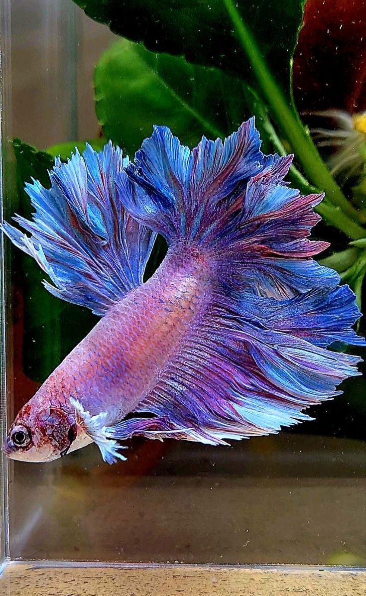 HALFMOON FEATHER TAIL PURPLE BETTA FISH