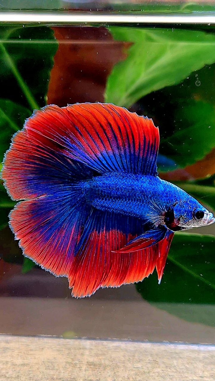 HALFMOON DOUBLE TAIL BLUE RED MASCOT BETTA FISH