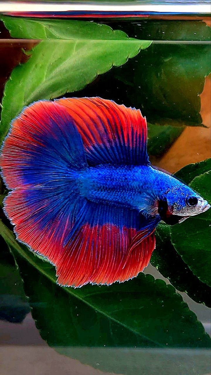 HALFMOON DOUBLE TAIL BLUE RED MASCOT BETTA FISH