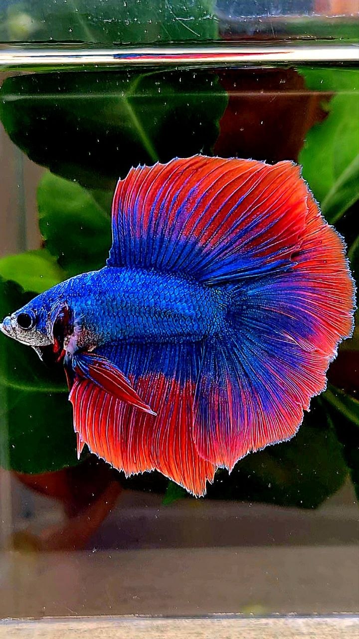 HALFMOON DOUBLE TAIL BLUE RED MASCOT BETTA FISH