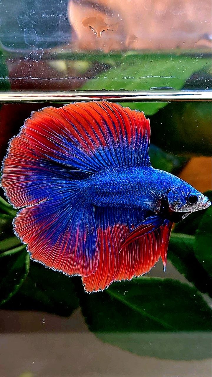 HALFMOON DOUBLE TAIL BLUE RED MASCOT BETTA FISH