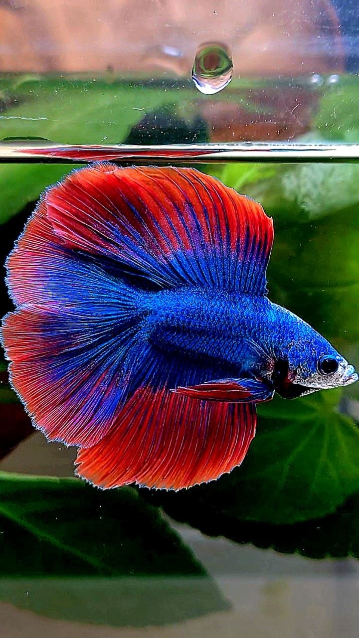 HALFMOON DOUBLE TAIL BLUE RED MASCOT BETTA FISH