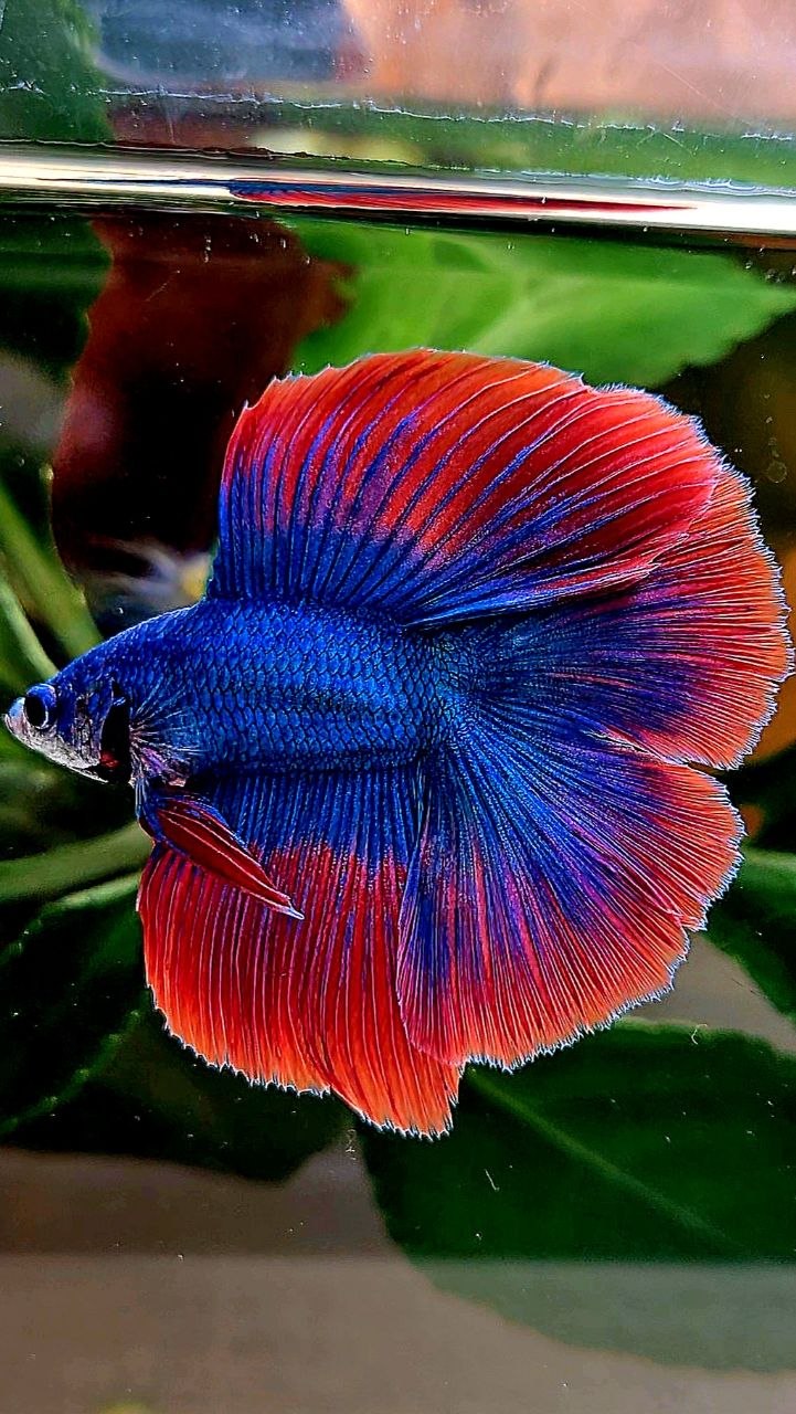 HALFMOON DOUBLE TAIL BLUE RED MASCOT BETTA FISH