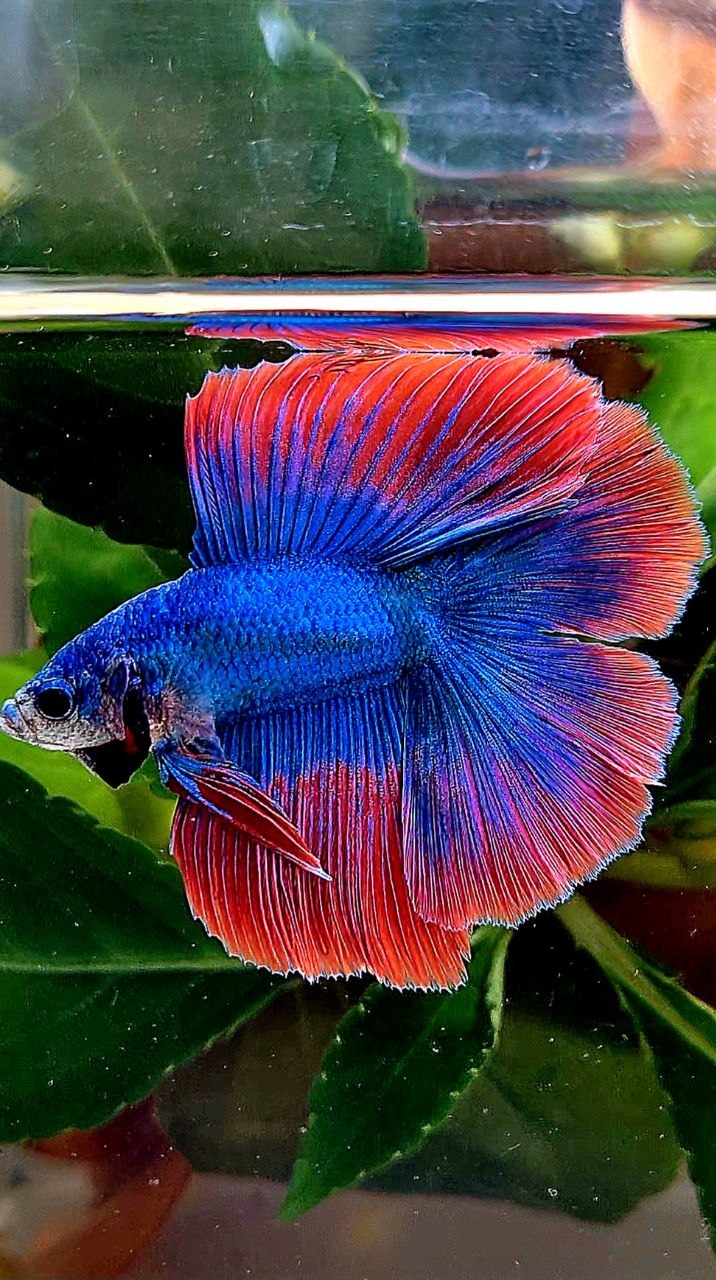 HALFMOON DOUBLE TAIL BLUE RED MASCOT BETTA FISH