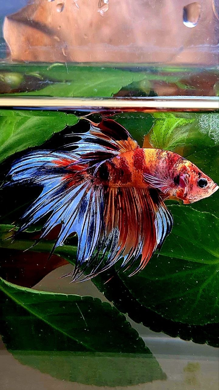 CROWNTAIL NEMO MULTICOLOR BETTA FISH