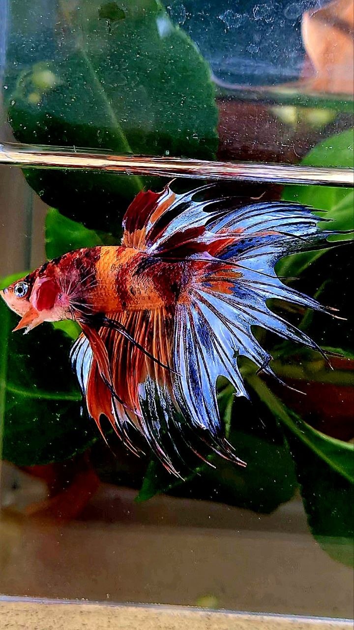 CROWNTAIL NEMO MULTICOLOR BETTA FISH
