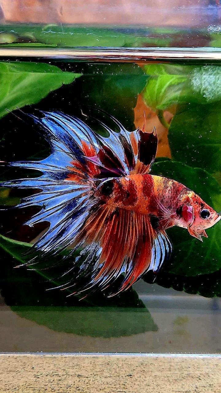CROWNTAIL NEMO MULTICOLOR BETTA FISH