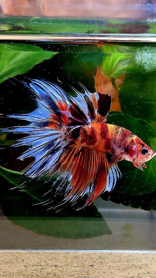 CROWNTAIL NEMO MULTICOLOR BETTA FISH