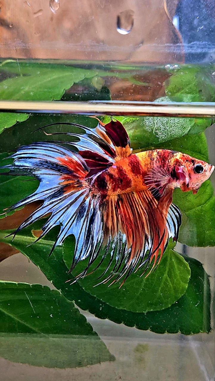 CROWNTAIL NEMO MULTICOLOR BETTA FISH