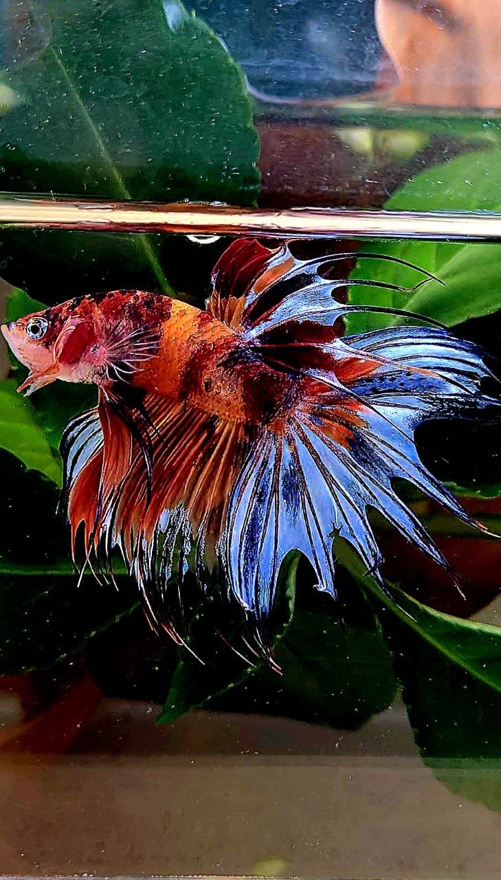 CROWNTAIL NEMO MULTICOLOR BETTA FISH