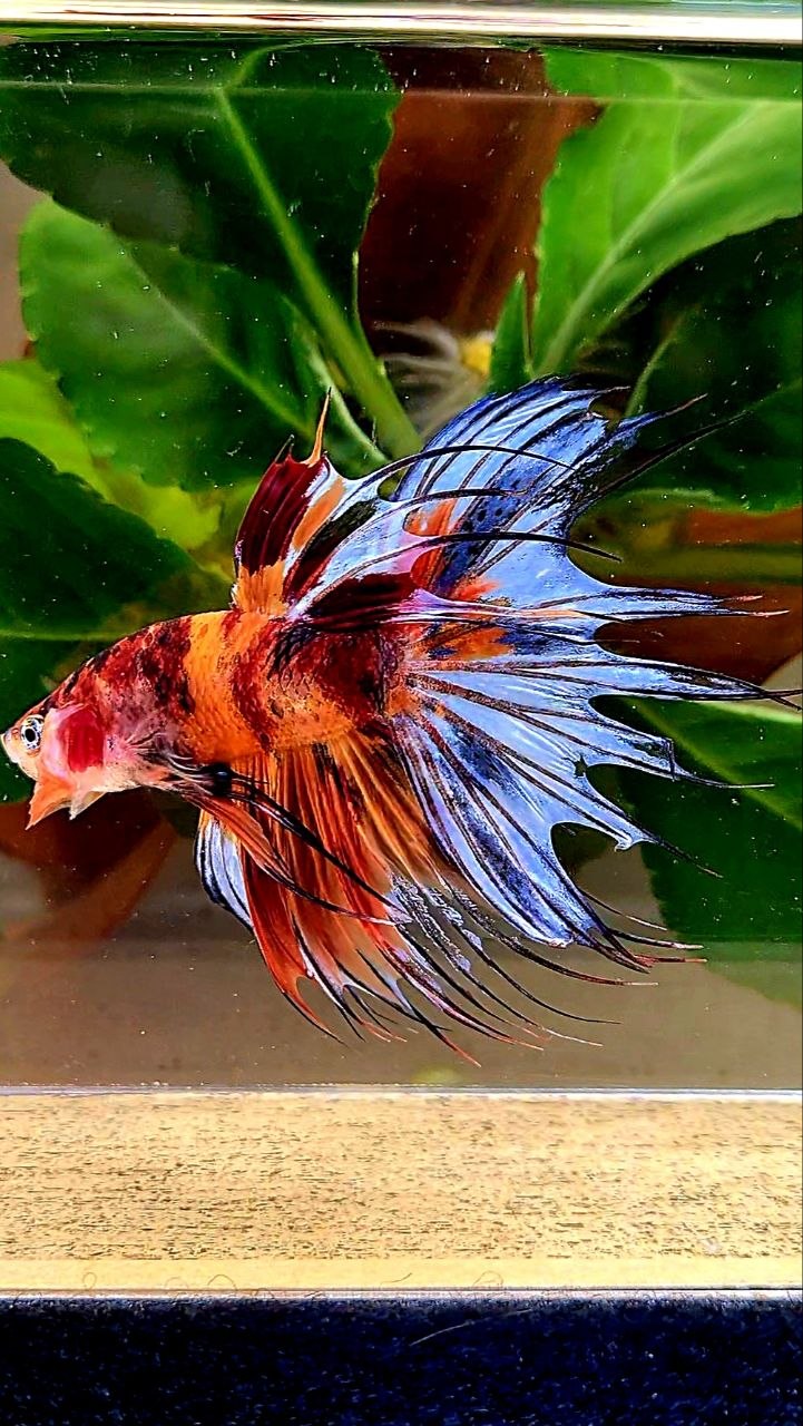 CROWNTAIL NEMO MULTICOLOR BETTA FISH